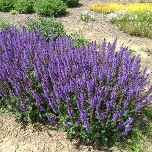 Salvia nemorosa 'Blue by You' 