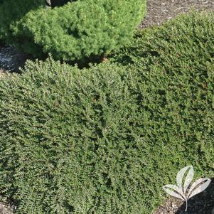 Cotoneaster adpressus 'Tom Thumb' 