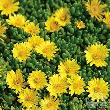 Delosperma 'Delmara Yellow' 