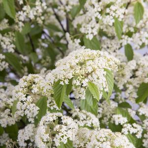 Viburnum luzonicum 'BLV01' 