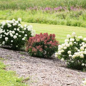 Hydrangea paniculata 'SMHPLQF' 