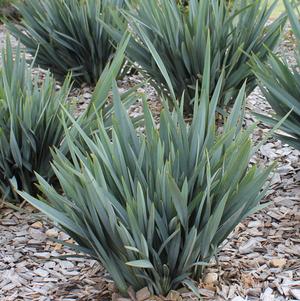 Dianella hybrid 'DP401' 