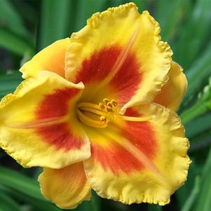 Hemerocallis x 'SPd 08-50' 