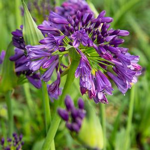 Agapanthus hybrid 'MP003' 