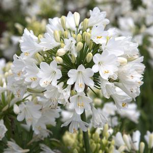 Agapanthus hybrid 'WP001' 