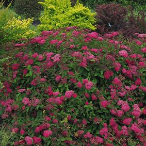 Spiraea japonica 'NCSX2' 