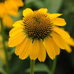 Echinacea 'Balsomemyim' 