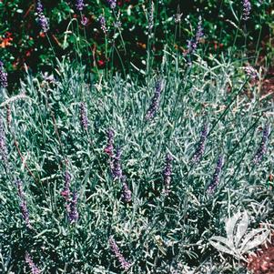 Lavandula x intermedia 'Fred Boutin' 