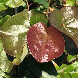 Cercis canadensis 'JN21' 