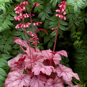 Heuchera x 'Grape Soda' 