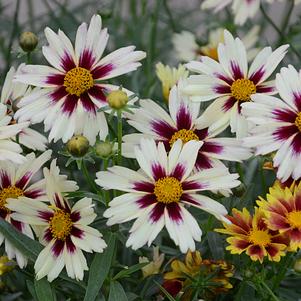 Coreopsis 'Starlight' 