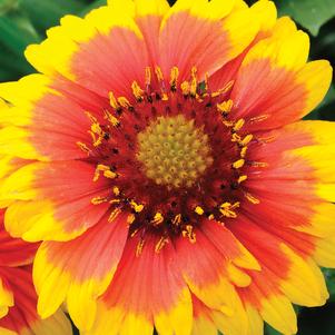 Gaillardia aristata 'Copper Sun' 