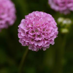 Armeria pseudarmeria 'Sweet Dreams' 