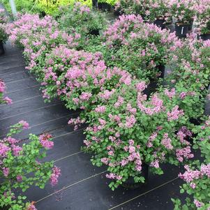 Syringa x 'SMNJRPU' 