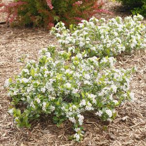 Aronia melanocarpa 'UCONNAM165' 
