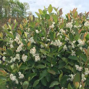 Aronia melanocarpa 'UCONNAM166' 