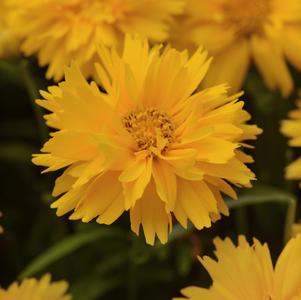 Coreopsis grandiflora 'Double the Sun' 