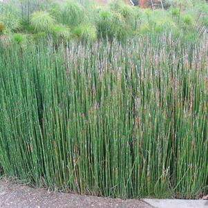 Equisetum giganteum 