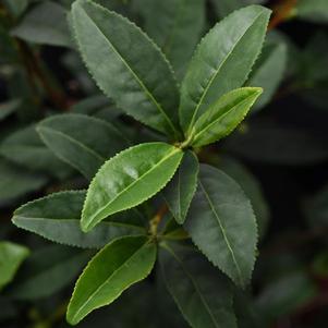 Camellia sinensis 