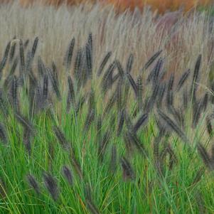Pennisetum alopecuroides 'Red Head' 