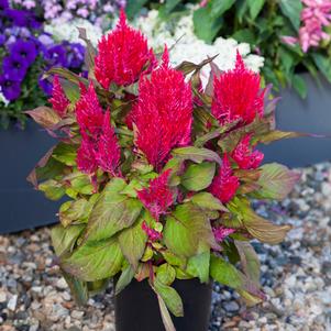 Celosia plumosa 'Burgundy' 