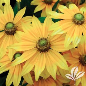 Rudbeckia hirta 'Prairie Sun' 