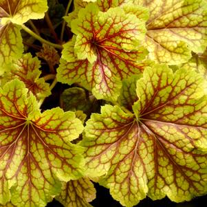 Heuchera 'Red Lightning' 