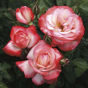 Rosa 'WEKspodotogi' 