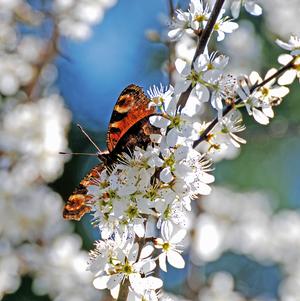 Prunus besseyi 'P011S' 