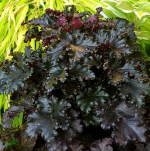 Heuchera 'Black Taffeta' 