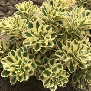 Sedum takesimense 'Nonsitnal' 