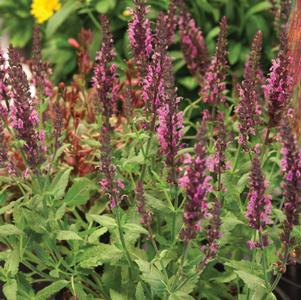 Salvia nemorosa 'Apex Pink' 