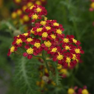 Achillea millefolium 'FLORACHRE1' 