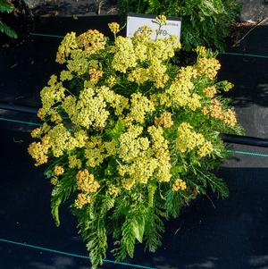 Achillea millefolium 'FLORACHRO1' 