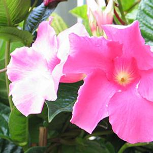 Mandevilla 'Bella Pink' 