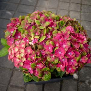 Hydrangea macrophylla 'QUFU' 