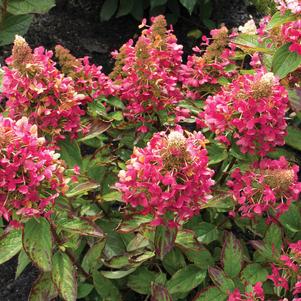 Hydrangea paniculata 'Kolmavesu' 