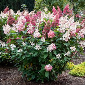 Hydrangea paniculata 'Hpopr103' 