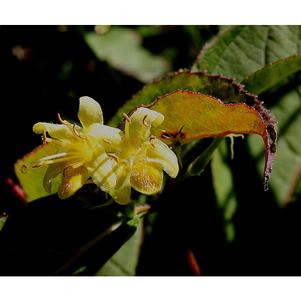 Diervilla splendens 'El Madrigal' 