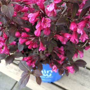 Weigela florida 'Spring2' 