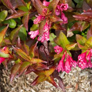 Weigela florida 'Verwof 1' 