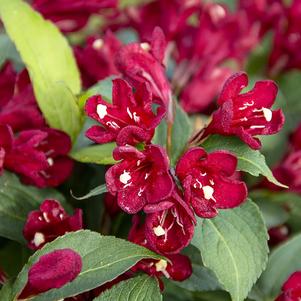 Weigela x 'Slingco 2' 