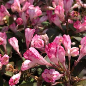 Weigela x 'AZ' 