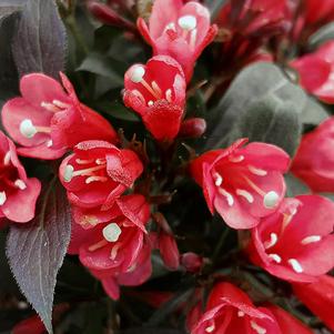 Weigela florida 'ZR1' 