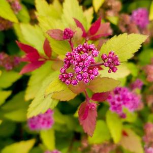 Spiraea japonica 'Matgold' 