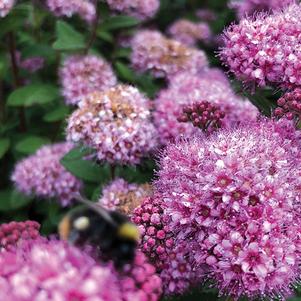 Spiraea japonica 'Odessa' 