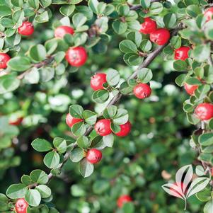 Cotoneaster apiculatus 