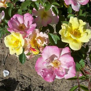 Rosa 'Radpastel' 