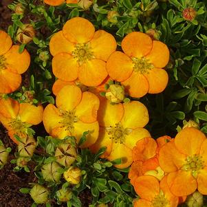Potentilla fruticosa 'Hachdon' 