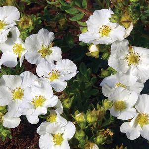 Potentilla fruticosa 'Hachbianca' 